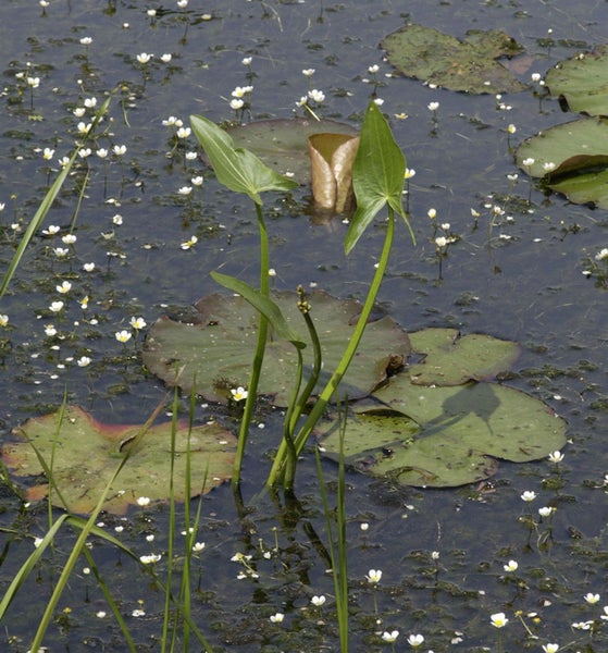 Teichszene mit Seerosenblättern und kleinen weißen Blüten
