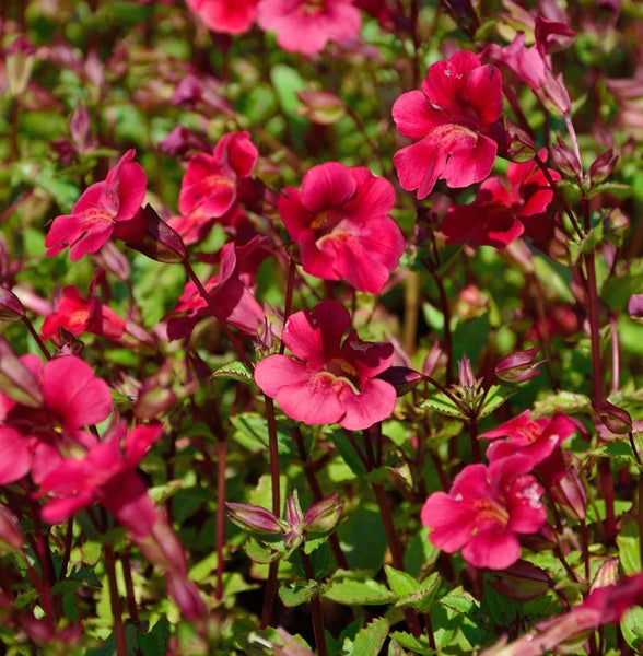 Blühende Nemesie Pflanze im Gartenbeet