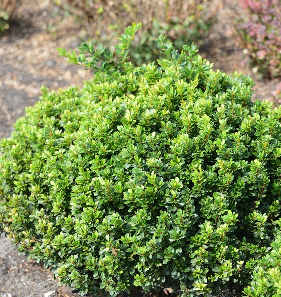 Im Bild ist ein immergrüner Buchsbaumstrauch zu sehen.