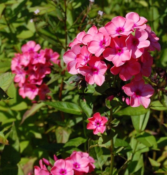 Nahaufnahme von rosa Flammenblumen im Garten.