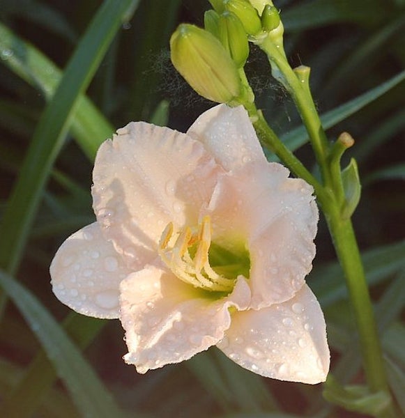 Nahaufnahme einer Taglilienblüte mit Wassertropfen