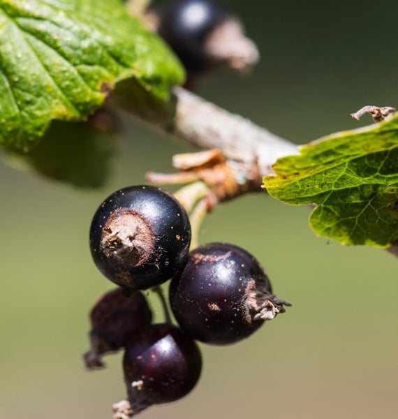 Nahaufnahme von Schwarzen Johannisbeeren am Strauch