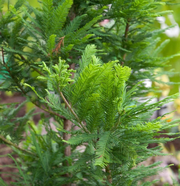 Nahaufnahme eines frischgrünen Urweltmammutbaums