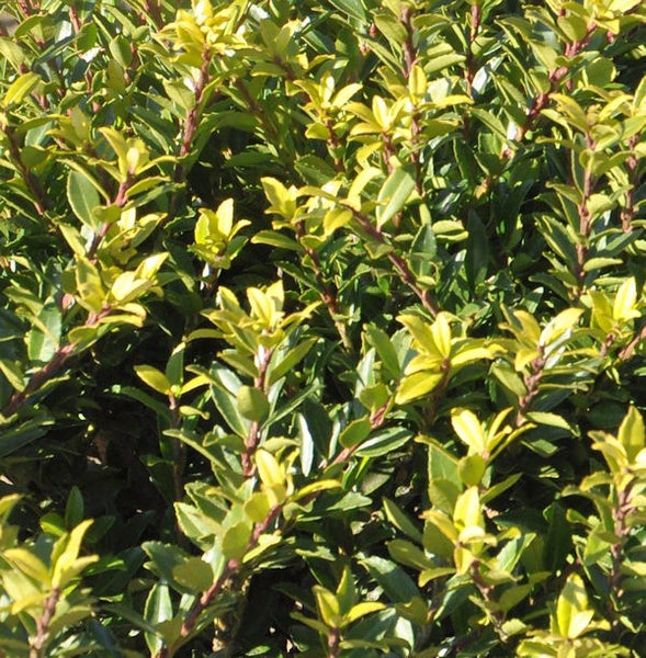 Immergrüner Spindelstrauch mit Blättern