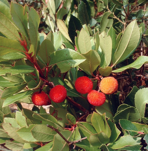 Erdbeerbaum mit Blättern und Früchten