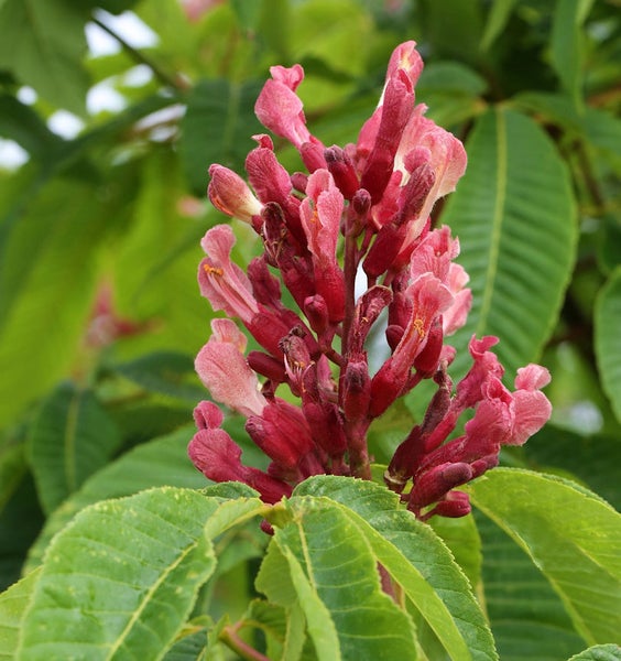 Rosskastanie mit roten Blüten und grünen Blättern