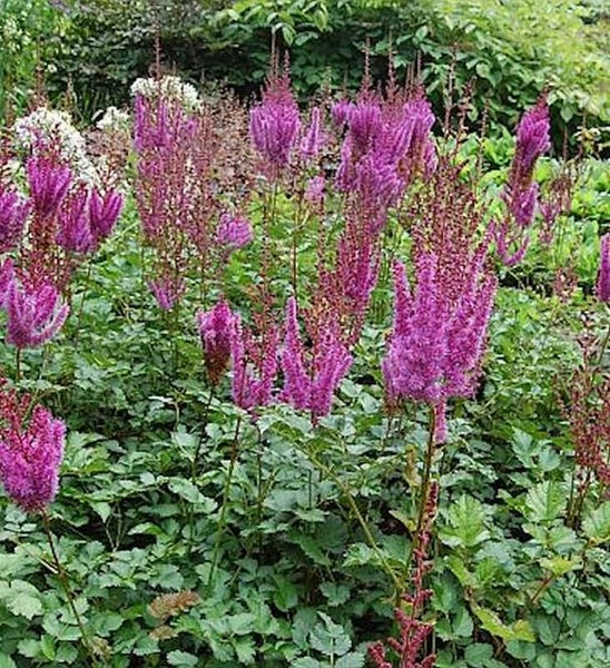 Astilben Pflanzen im Gartenbeet