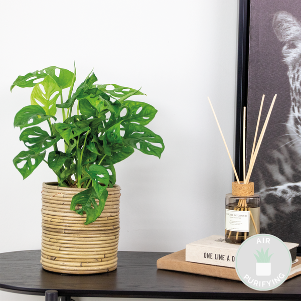 Bloomique - Monstera adansonii - Monkey Leaf - Fensterblatt - Luftreinigende Zimmerpflanzen - Monstera Pflanze - Hängepflanze echt - Kletterpflanzen Zimmer - Höhe 20-25 cm - Topf 12 cm