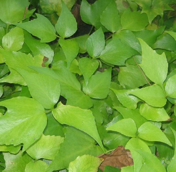 Nahaufnahme von Grünen Elfenblumenblättern