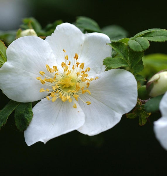 Nahaufnahme einer weissen Wildrosenblüte mit gelben Staubgefässen