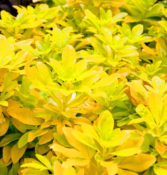 Gelbgrüne Hebe Pflanze im Detail