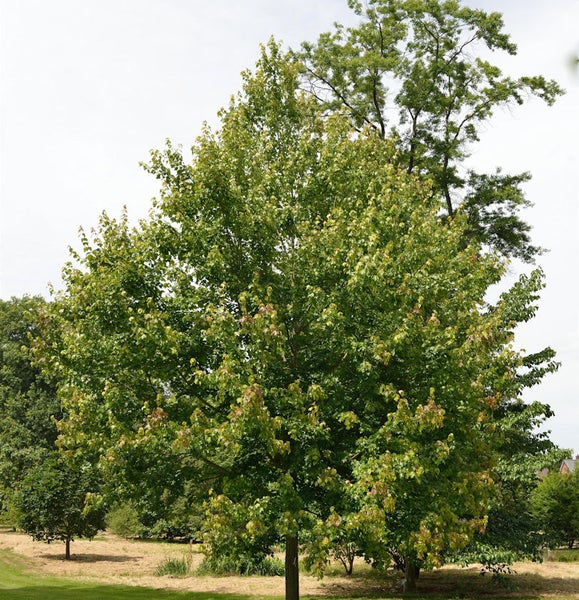Baum mit grünen Blättern im Außenbereich