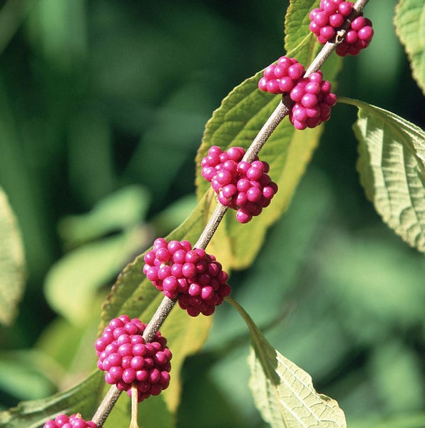Zweig mit rosafarbenen Schönfrucht Beeren und Blättern.