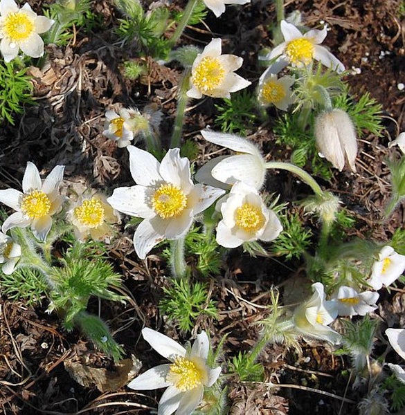 Nahaufnahme von blühenden Kuhschellen im Garten.