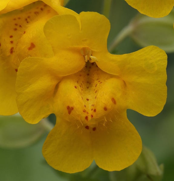 Gelbe Gauklerblume mit roten Flecken.