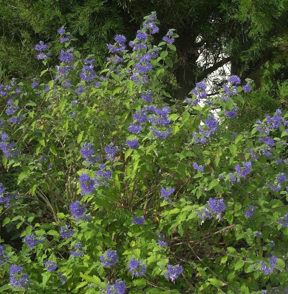 Blühende Bartblume im Garten.