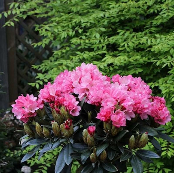 Rhododendron mit üppigen, rosafarbenen Blüten und grünen Blättern