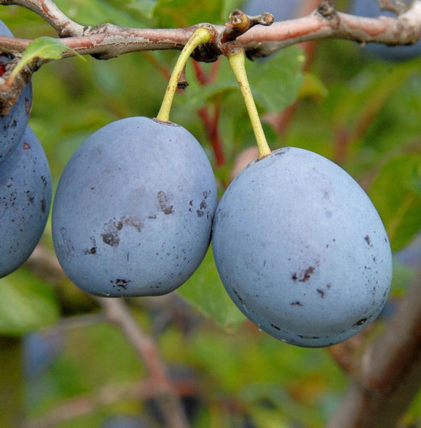 Nahaufnahme von Pflaumen an einem Ast