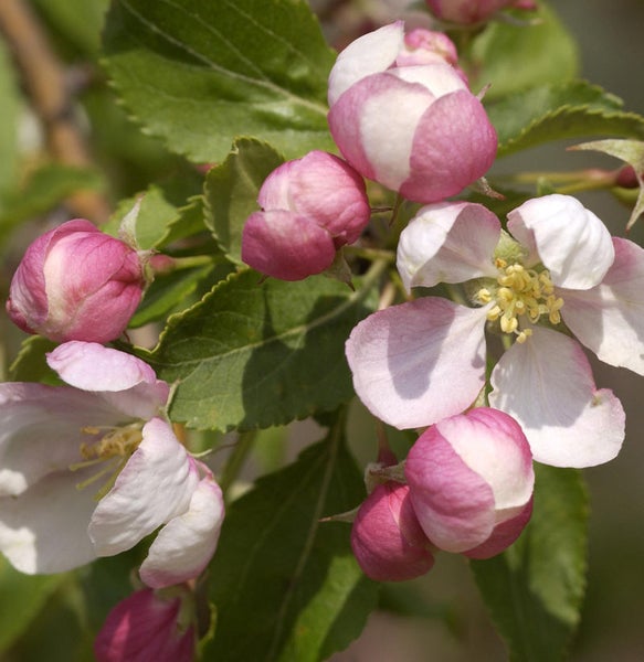 Apfelbaumblüten mit grünen Blättern