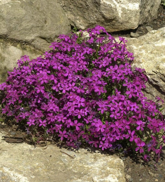 Purpurrote Polsterphlox-Blüten vor Steinen