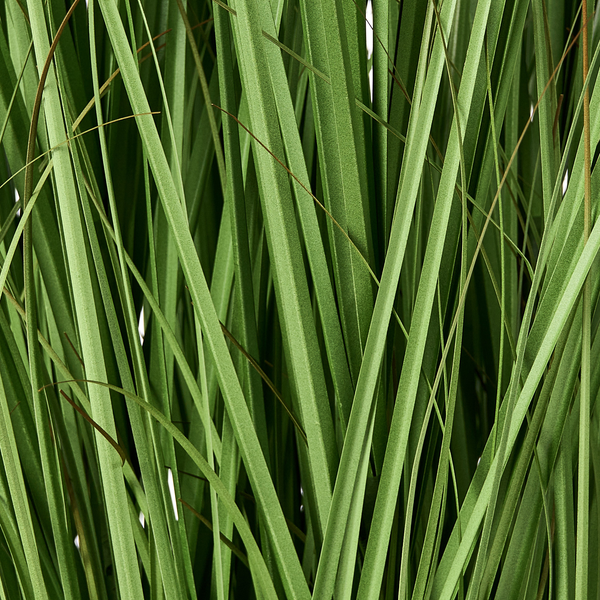 Nahaufnahme von Ziergras