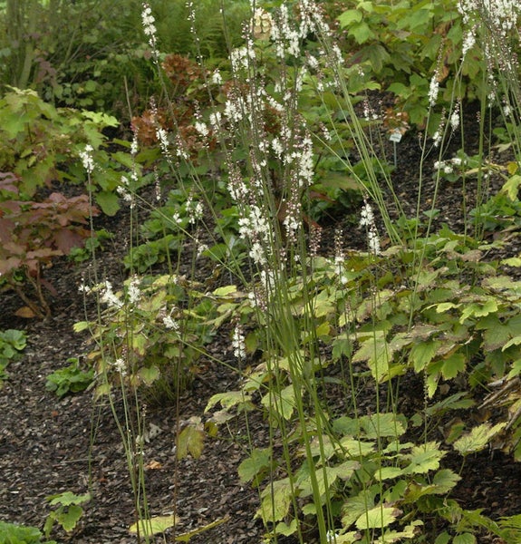 Pflanzenbeet mit Silberkerze