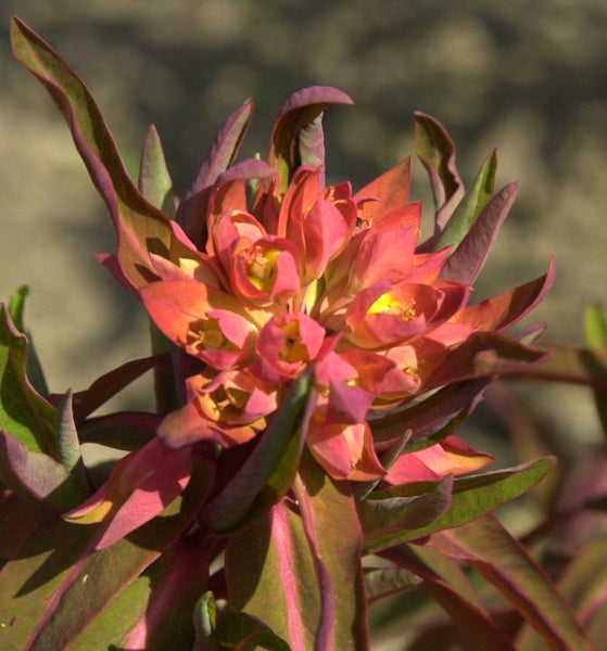 Nahaufnahme einer Wolfsmilchpflanze mit Blüten