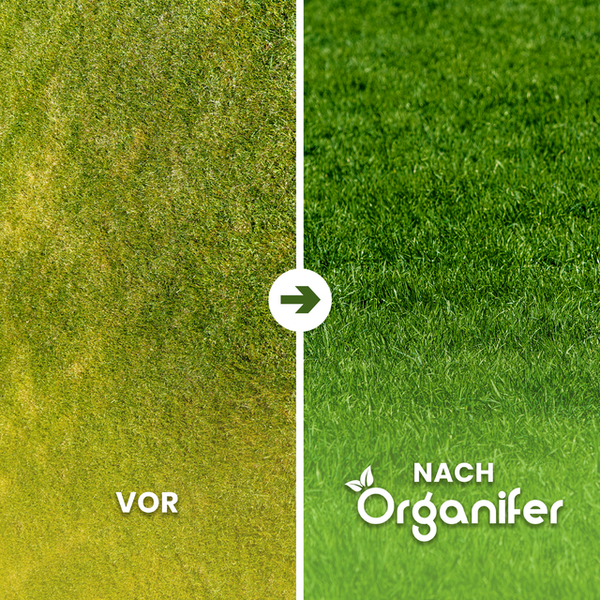 Vorher-Nachher-Vergleich von Rasen mit Organifer Rasendünger