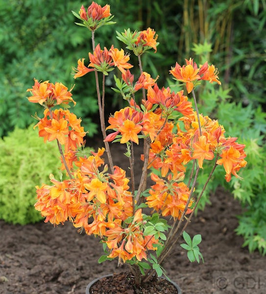 Azalee Pflanze mit oranger Blüte im Topf