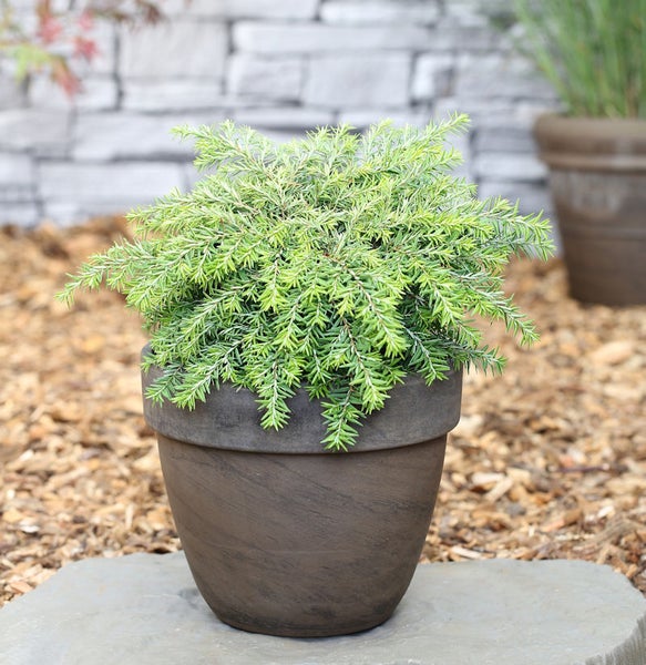 Zypresse in einem Pflanzgefäß für den Garten