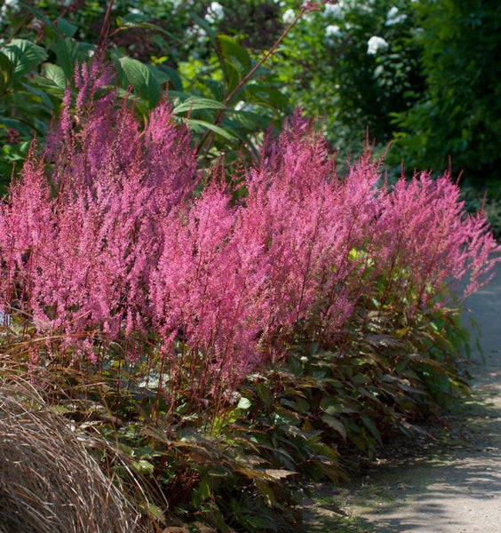 Gruppe von Astilben mit pinkfarbenen Blüten in einem Garten