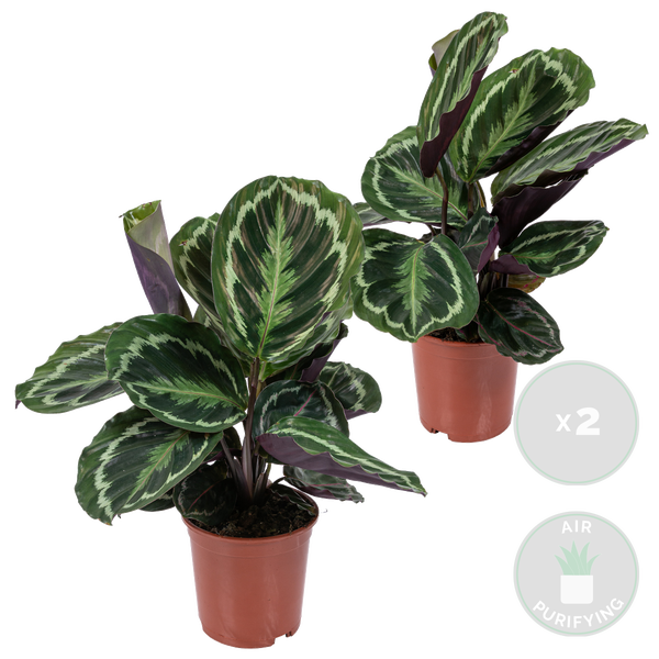 Bloomique - 2er-Set - Calathea Medaillon - Pfauenpflanze - Zimmerpflanzen - Luftreinigend - Haustierfreundlich - 40-50 cm Hoch - Topf 14 cm