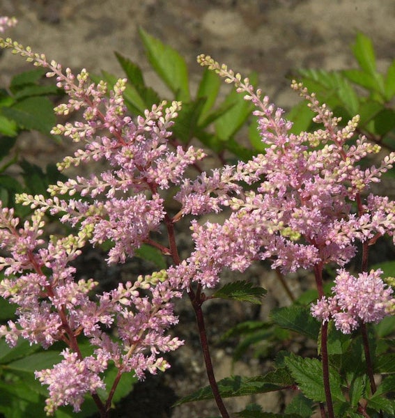 Astilbe Pflanze mit Blüte