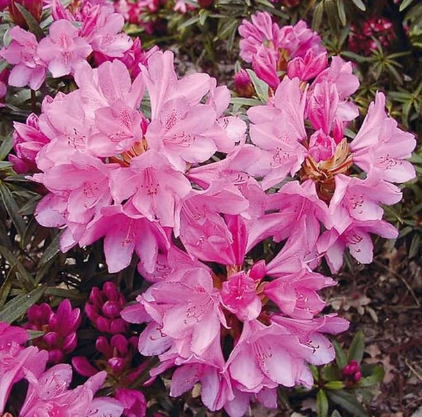 Nahaufnahme einer blühenden Rhododendronpflanze