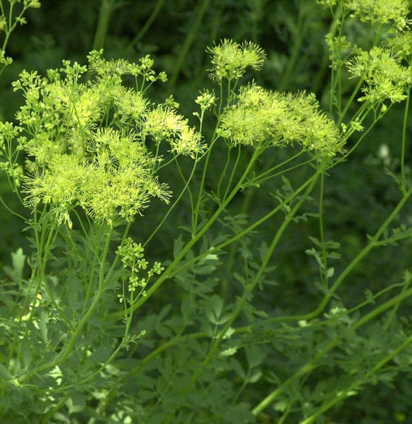 Nahaufnahme einer Gelben Wiesenraute Pflanze