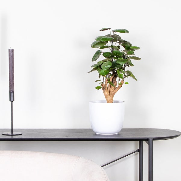 Bloomique - Polyscias Fabian - Aralie - Zimmerpflanzen - Luftreinigend - Tierfreundlich - Pflegeleicht - 50-60 cm Hoch - Topf 17 cm