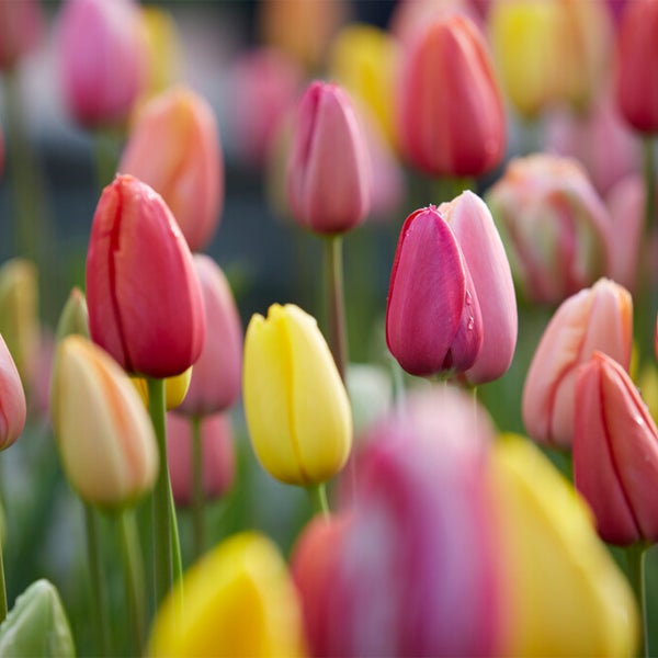 Bloomique - Mischung aus 20- bis 60-tägigen Tulpen - Tulpenzwiebeln - Farbmischung - Blumenzwiebeln - Frühlingsblüher - Mehrjährige Pflanzen - Wird bis zu 25-60 cm groß