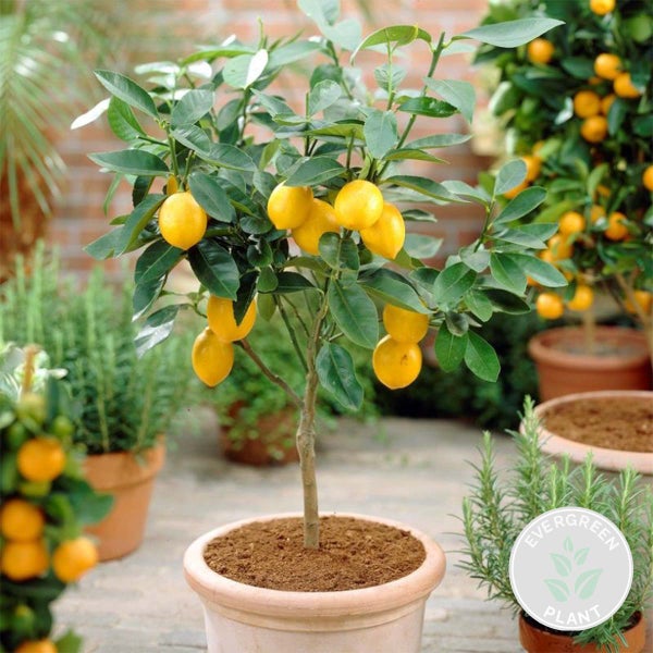 Citrus limon - Zitronenbaum - Obstbaum - Immergrün - ⌀21 cm - ↕70-80 cm