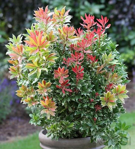 Schattenglöckchen in einem Topf