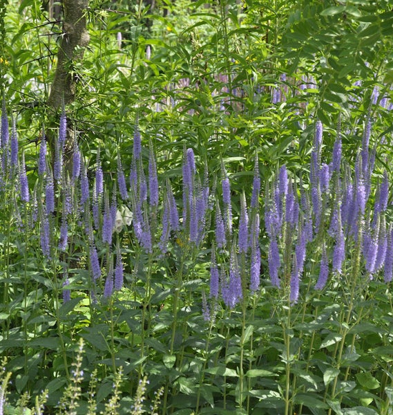 Blühende Ehrenpreis Pflanzen im Garten