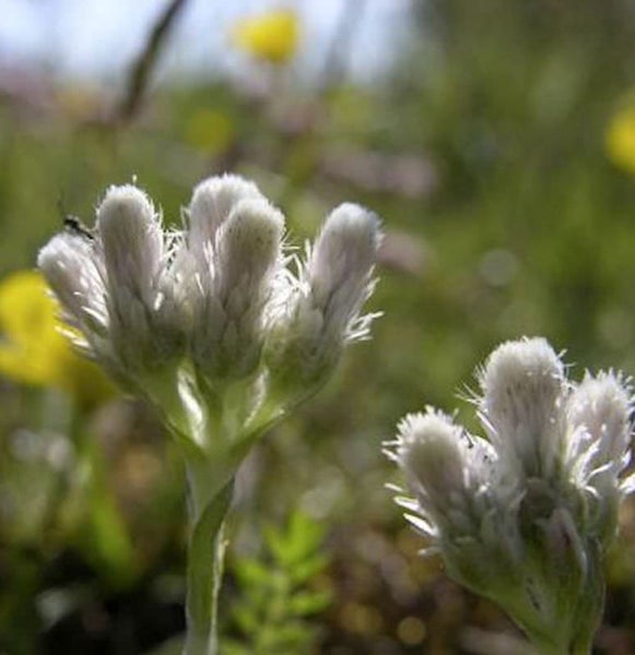 Nahaufnahme von Edelweißblüten auf einer Wiese