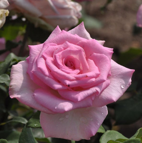 Nahaufnahme einer einzelnen rosa Rose mit Wassertropfen auf den Blütenblättern