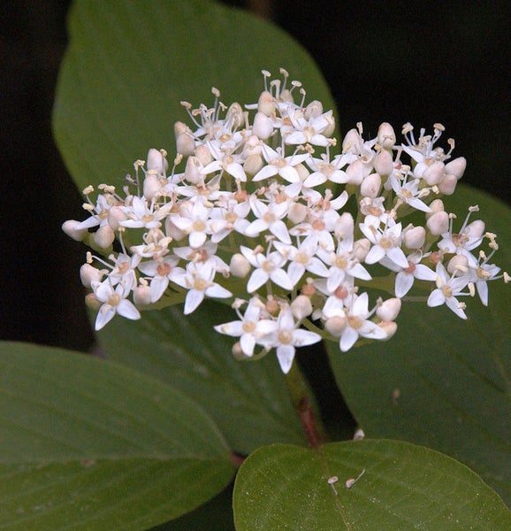 Blütenstand mit kleinen weißen Blüten und grünen Blättern