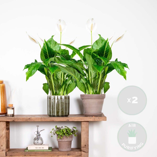 Bloomique - 2er Set - Spathiphyllum Torelli - Friedenslilie - Einblatt Zimmerpflanze - Zimmerpflanzen - Luftreinigend - Höhe 60-70 cm - Topf 17 cm