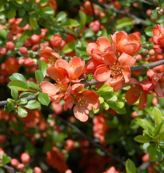 Blühende Zierquitte mit grünen Blättern