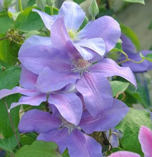 Nahaufnahme von blauen Waldrebenblüten