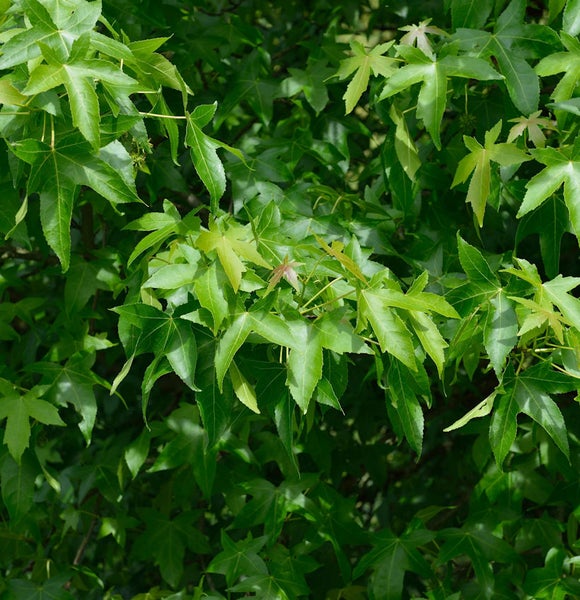 Nahaufnahme von Amerikanischem Amberbaum Laub