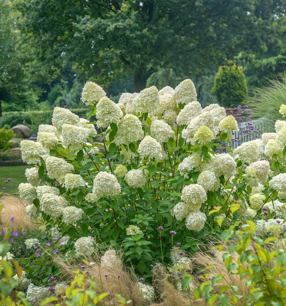 Rispenhortensie im Garten