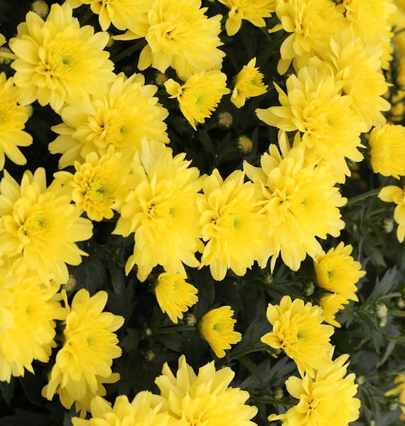 Nahaufnahme von gelben Chrysanthemenblüten