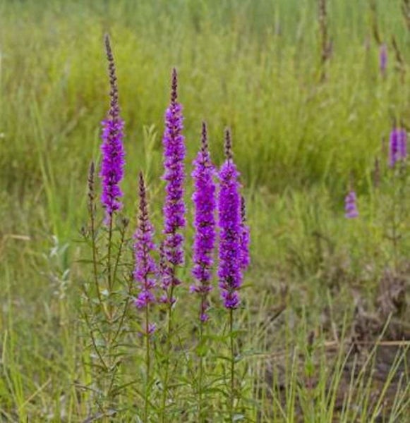 Blühende Blutweiderich Pflanzen im Gras